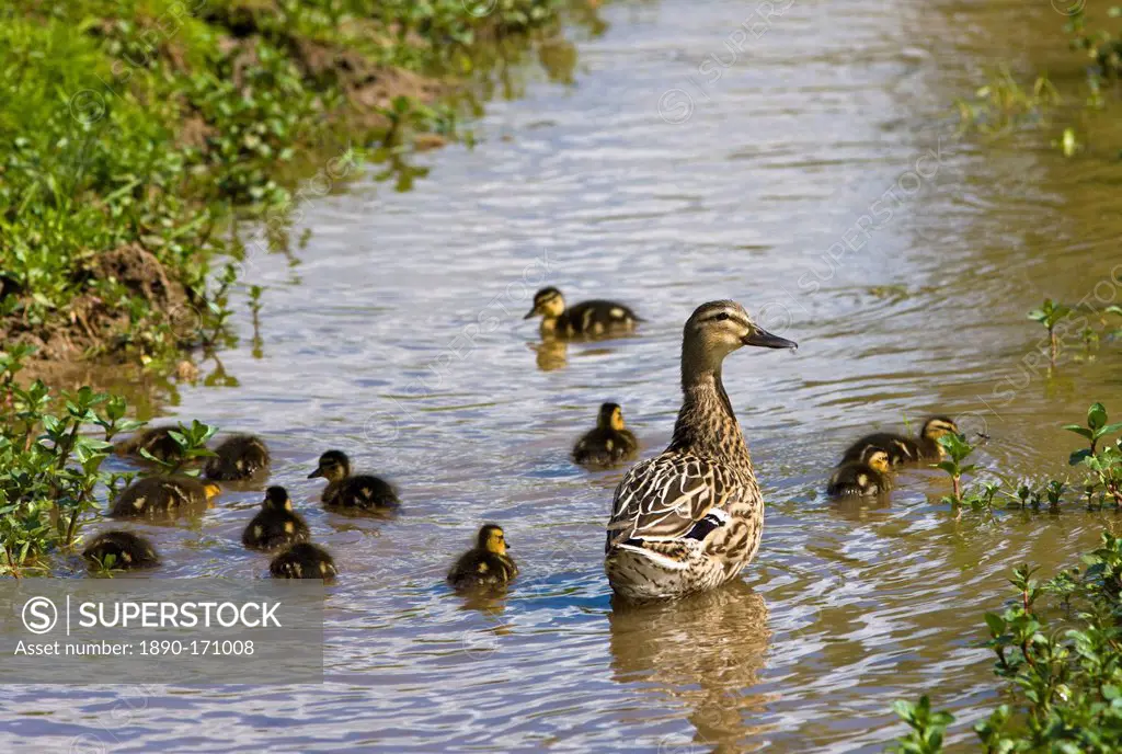Female mallard duck and ducklings in stream in The Cotswolds, Oxfordshire, England, United Kingdom