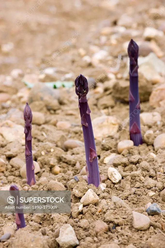 Purple asparagus spears growing in stony ground in the Vale of Evesham, Worcestershire, England, United Kingdom