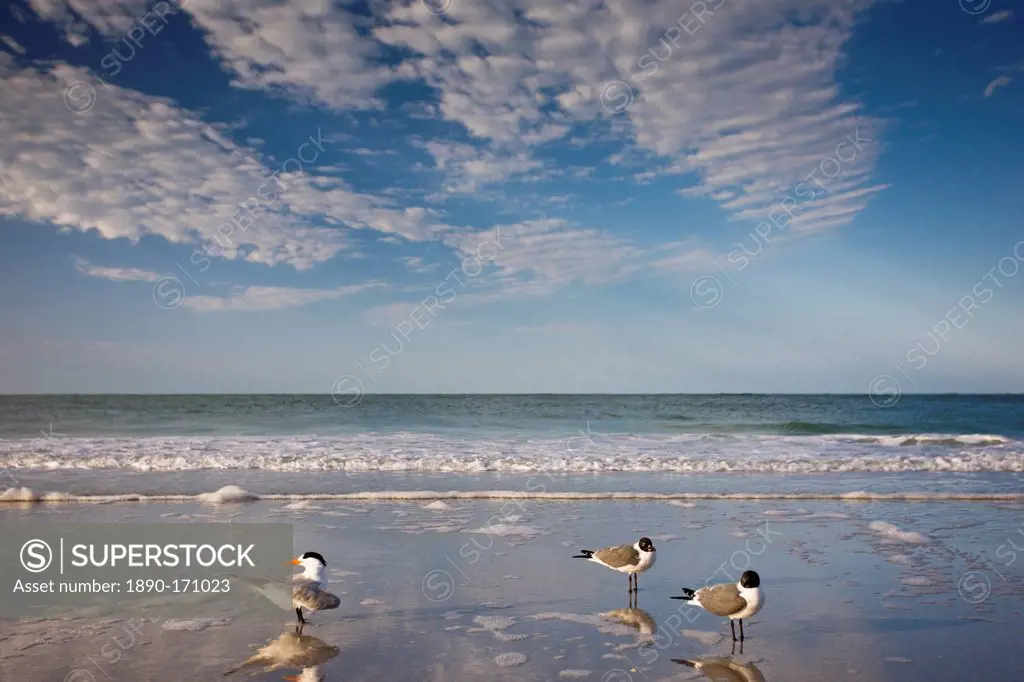 Royal tern, left, Laughing Gulls right shoreline and beach at Anna Maria Island, Florida, USA