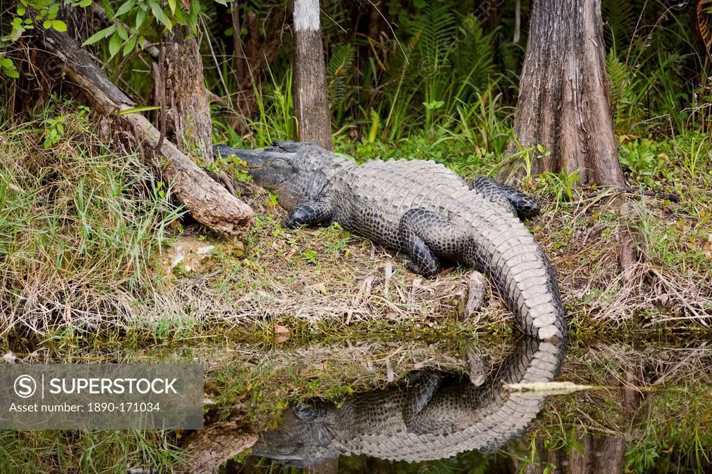 Alligator in Turner River, Everglades, Florida, United States of America