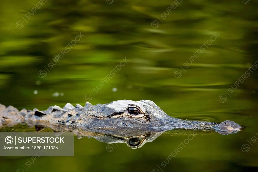 Alligator, and its reflection as a mirror image, in Turner River, Everglades, Florida, United States of America