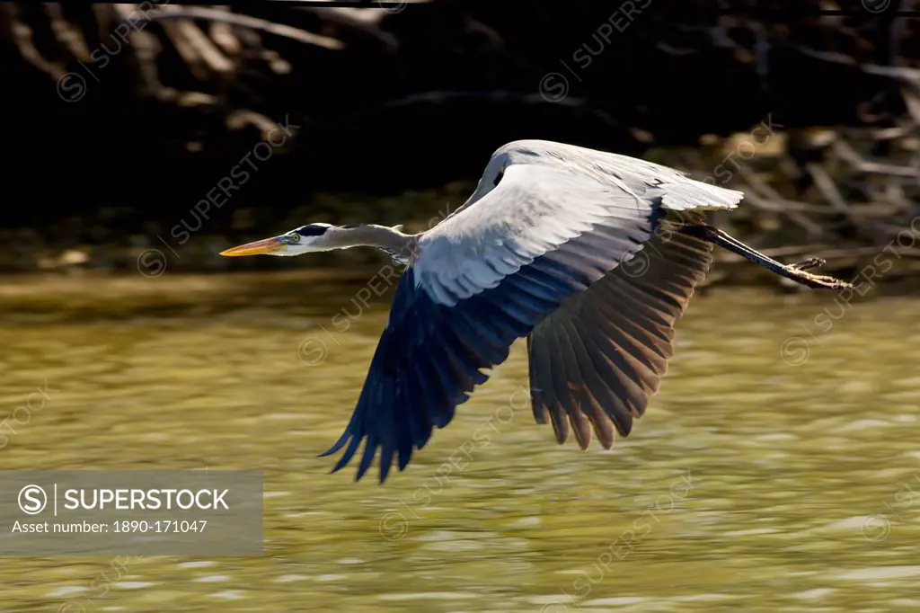 Great Blue Heron in flight, Everglades, Florida, United States of America