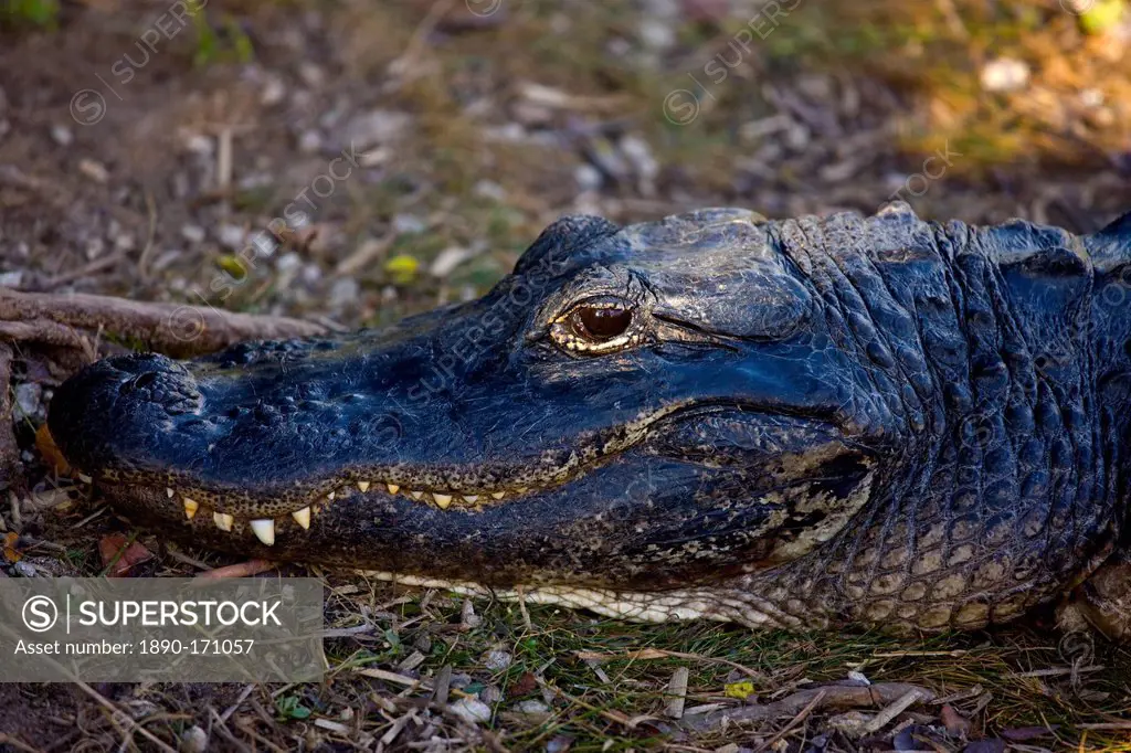 Alligator in The Everglades, Florida, USA