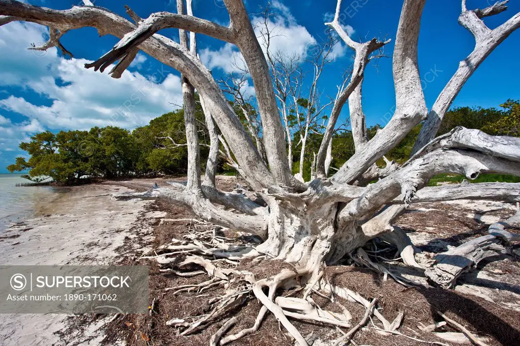 Dead sunbleached tree, Islamorada, Florida Keys, United States of America