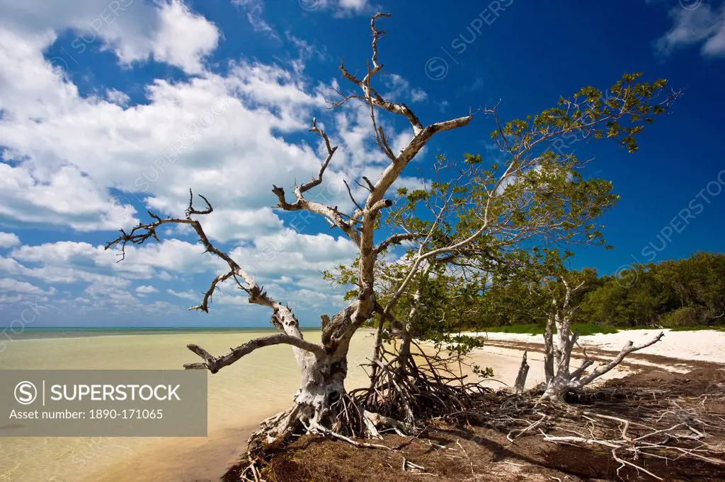 Dead sunbleached tree on edge of mangrove woodland, Islamorada, Florida Keys, United States of America