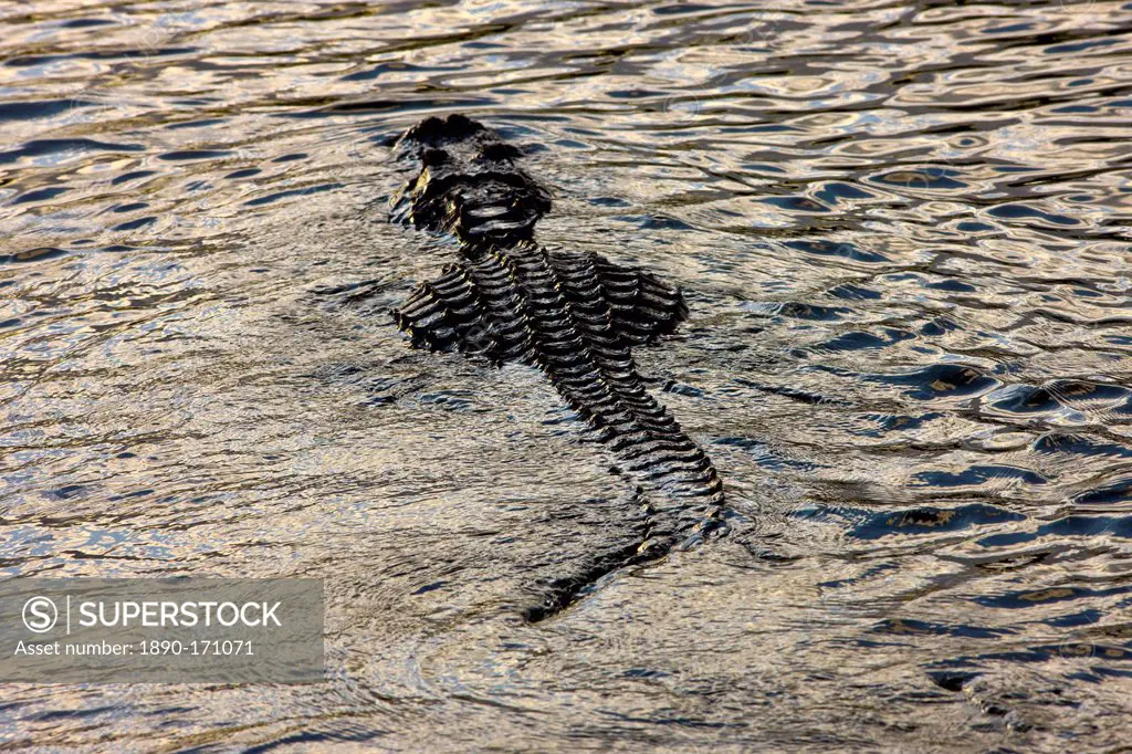 Alligator drifting along Turner River, Everglades, Florida, USA