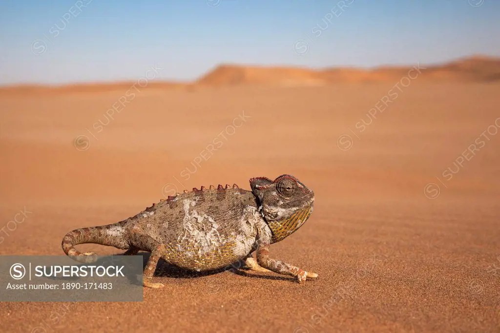 Namaqua chameleon (Chamaeleo namaquensis), Namib Desert, Namibia, Africa