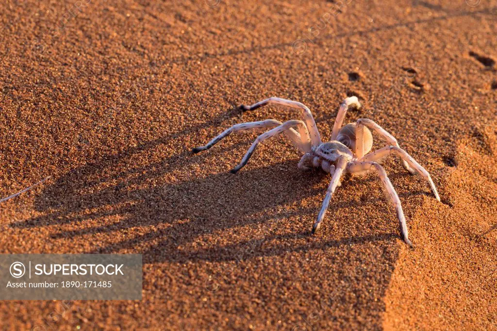 Dancing white lady spider (Leucorchestris arenicola), Namib Desert, Namibia, Africa