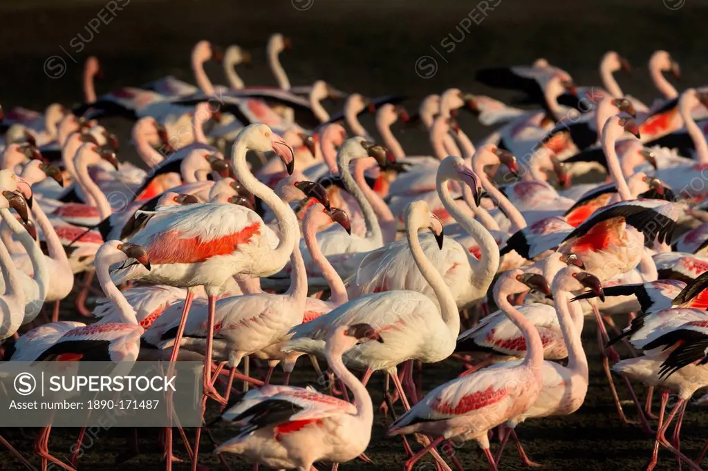 Greater flamingoes (Phoenicopterus ruber) and Lesser flamingoes (Phoenicopterus minor), Walvis Bay, Namibia, Africa