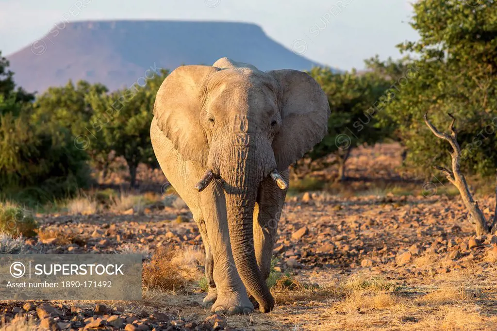 Elephant (Loxodonta africana), Damaraland, Kunene, Namibia, Africa