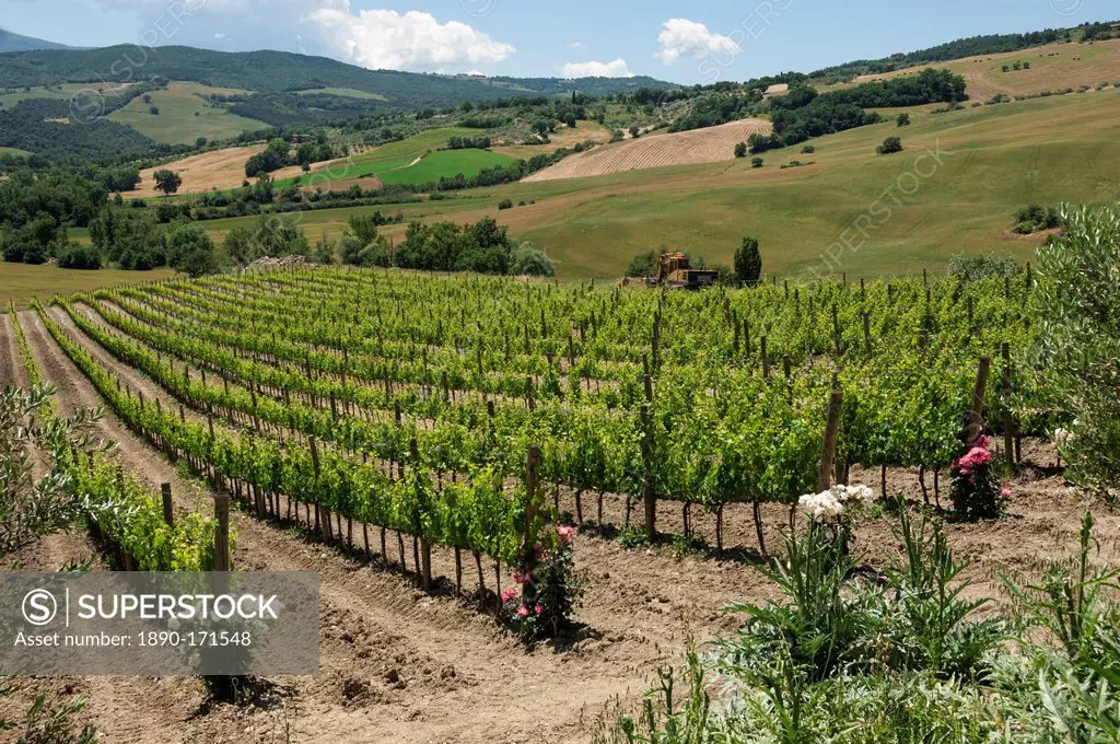 Vineyard with roses, traditionally planted to give early warning of vine disease, Val d'Orcia, Tuscany, Italy, Europe