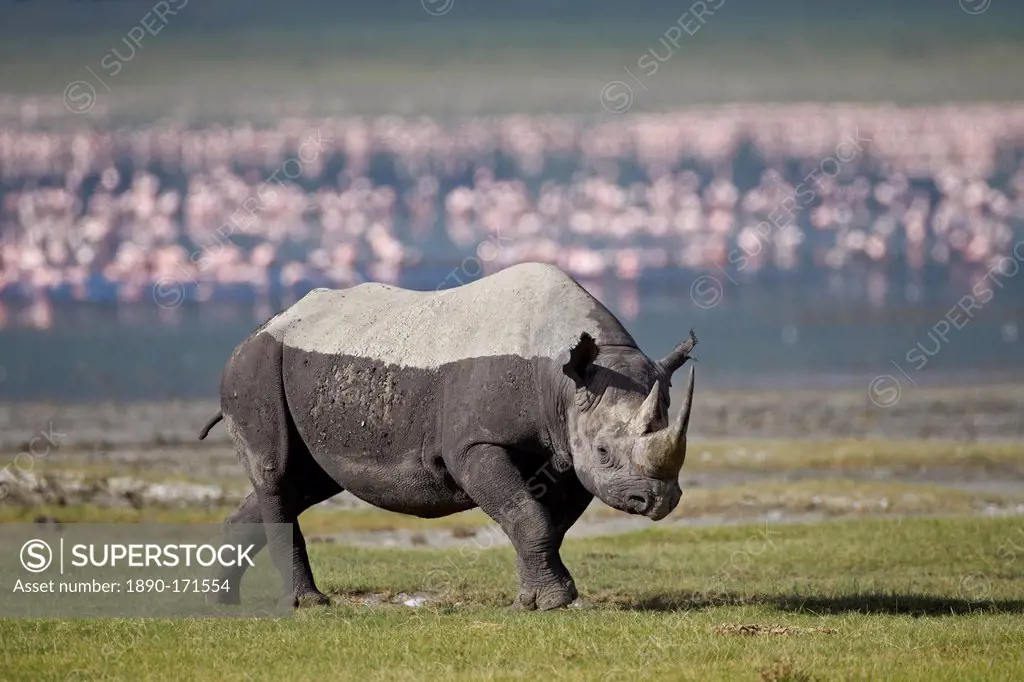 Black rhinoceros (hook-lipped rhinoceros) (Diceros bicornis), Ngorongoro Crater, Tanzania, East Africa, Africa