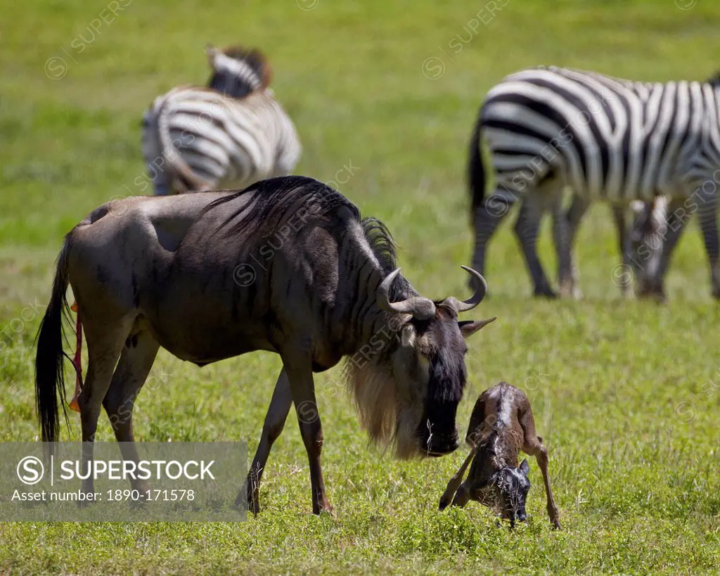 Blue wildebeest (brindled gnu) (Connochaetes taurinus) just-born calf trying to stand, Ngorongoro Crater, Tanzania, East Africa, Africa