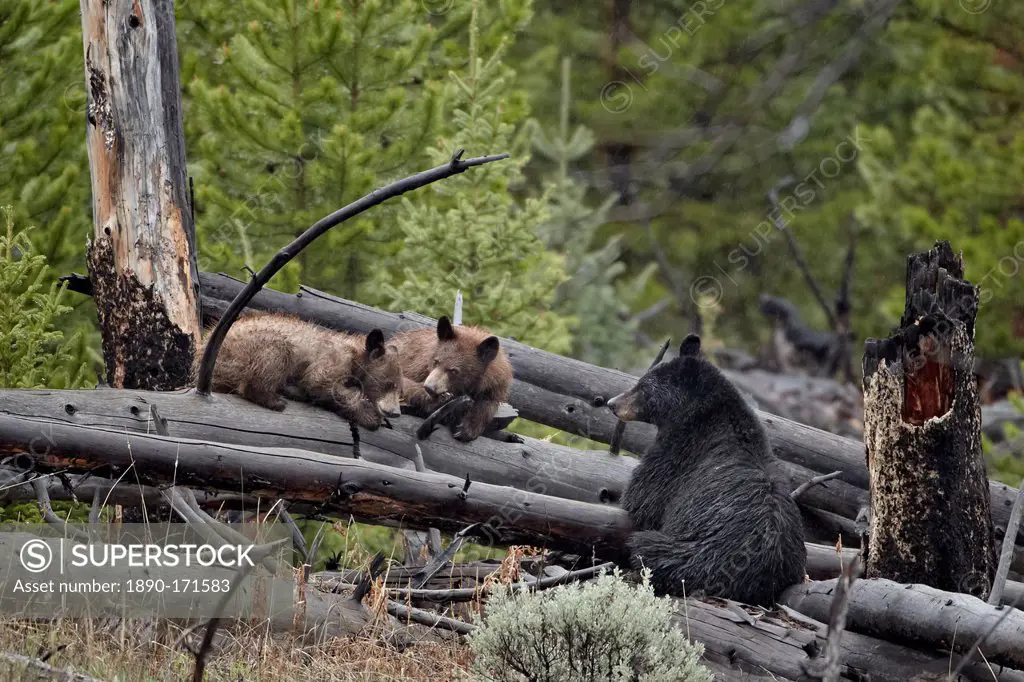 Black bear (Ursus americanus) sow and two yearling cubs, Yellowstone National Park, UNESCO World Heritage Site, Wyoming, United States of America, Nor...