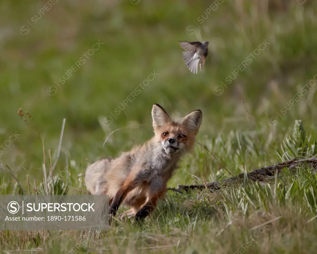 Red fox (Vulpes vulpes) (Vulpes fulva) vixen hunting a bird, Yellowstone National Park, Wyoming, United States of America, North America