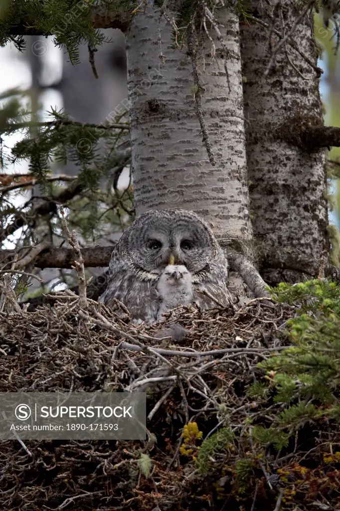 Great gray owl (great grey owl) (Strix nebulosa) female and 8-day-old chick, Yellowstone National Park, Wyoming, United States of America, North Ameri...