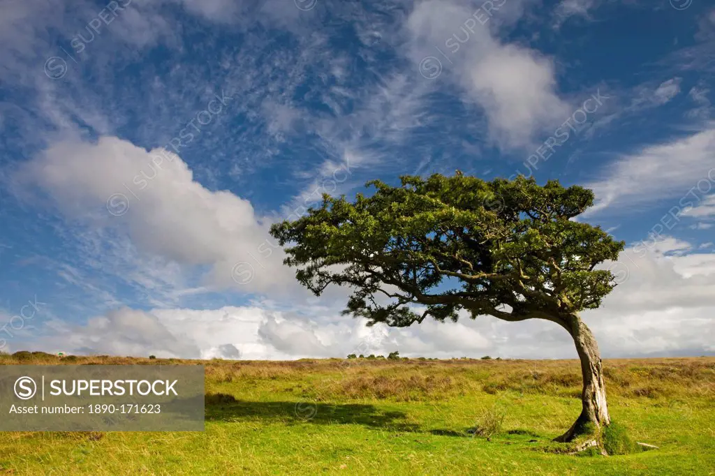 Windswept tree on moorland in Exmoor National Park, Devon, England, United Kingdom, Europe