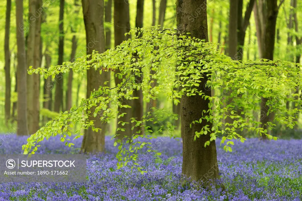 Bluebells (Hyacinthoides non-scripta) growing in a mature beech tree woodland in spring, West Woods, Wiltshire, England, United Kingdom, Europe
