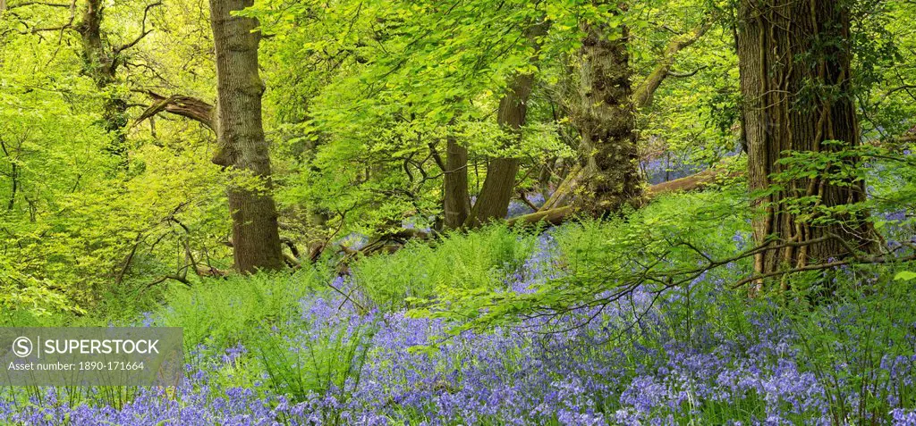 Bluebell woodland in Priors Wood, Portbury, Avon, England, United Kingdom, Europe