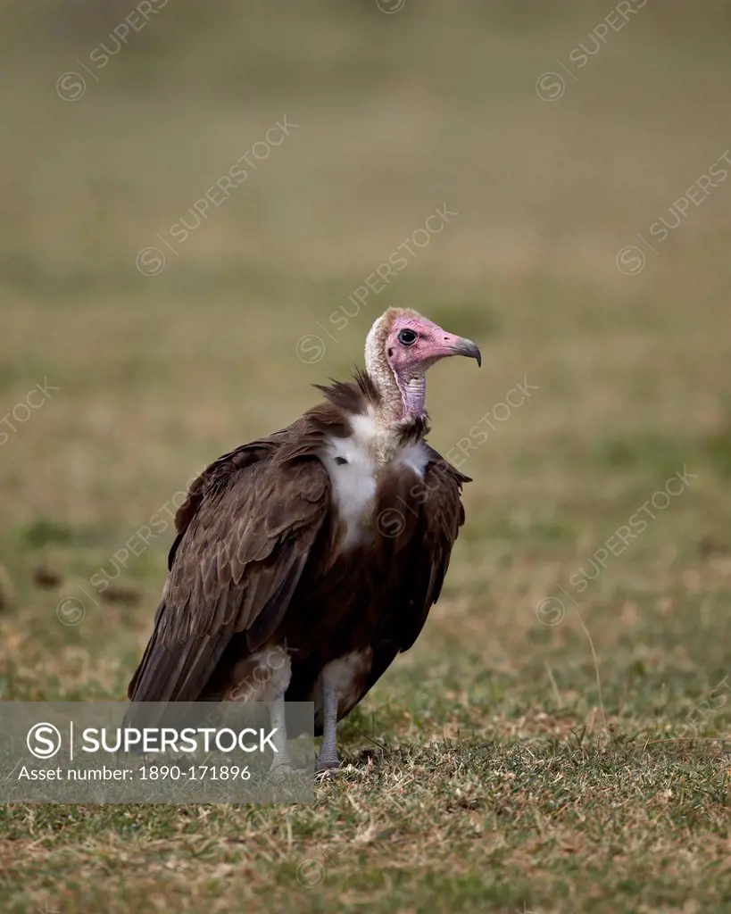 Hooded vulture (Necrosyrtes monachus), Serengeti National Park, Tanzania, East Africa, Africa