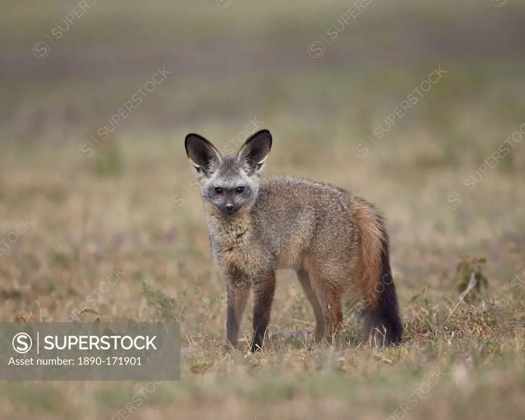 Bat-eared fox (Otocyon megalotis), Serengeti National Park, Tanzania, East Africa, Africa