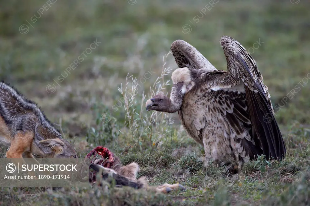 Ruppell's griffon vulture (Gyps rueppellii) approaches a black-backed jackal (silver-backed jackal) (Canis mesomelas) at a blue wildebeest calf kill, ...