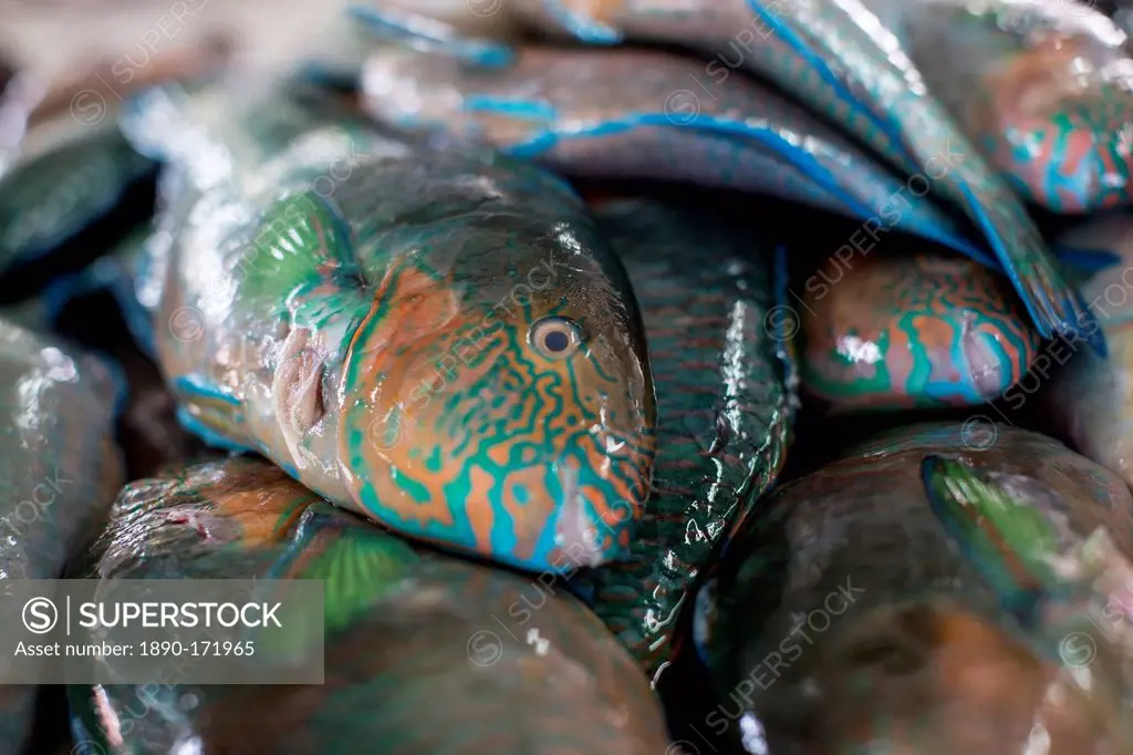 Parrotfish (Scaridae) an important herbivore in the coral reef ecosystem, for sale in Kudat fish market, Sabah, Malaysian Borneo, Malaysia, Southeast ...