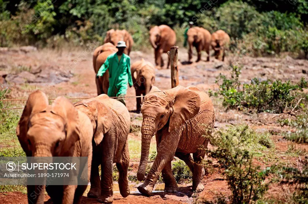 The David Sheldrick Elephant Orphanage takes in juvenile elephants (Loxodonta africana) orphaned by ivory poachers, Nairobi, Kenya, East Africa, Afric...