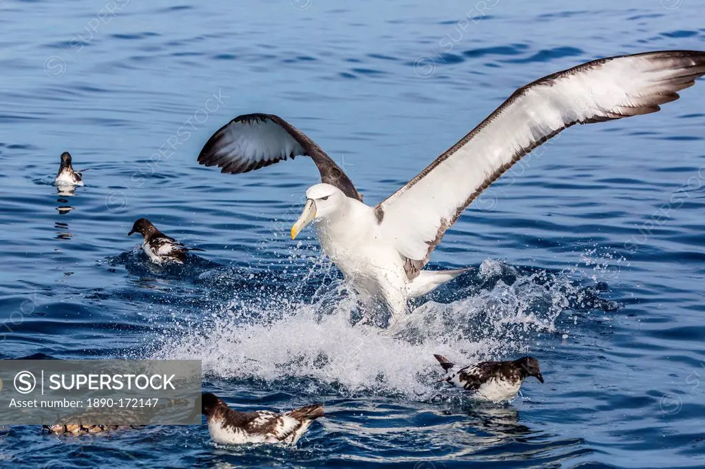 White-capped albatross, Thalassarche steadi, landing at bait bucket off Kaikoura, South Island, New Zealand