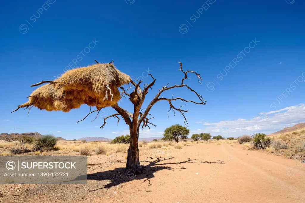 A particularly large social weaver bird nest growing in a dead acacia tree, NamibRand, Namib Desert, Namibia, Africa