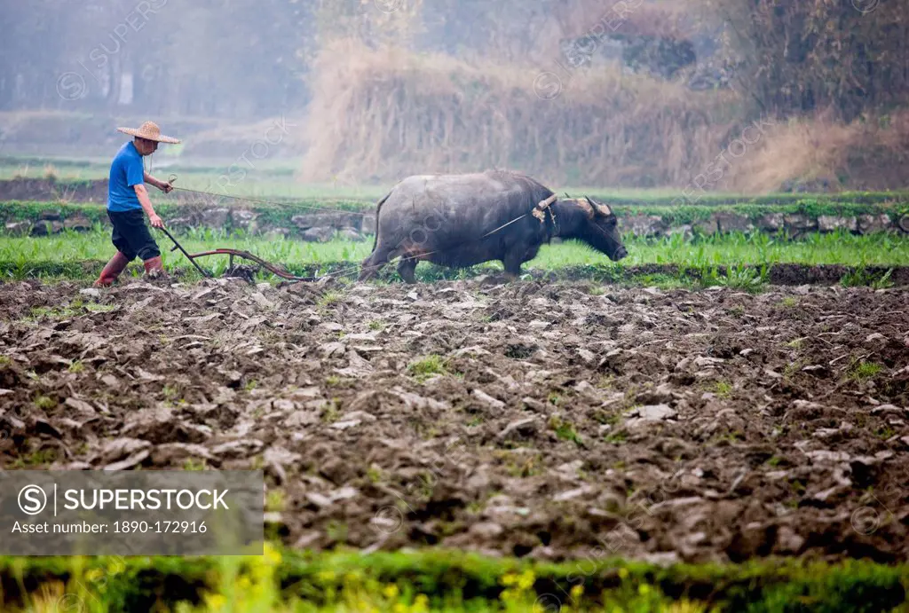 Farmer uses a buffalo to pull plough through a crop field near Fuli, Xingping, China
