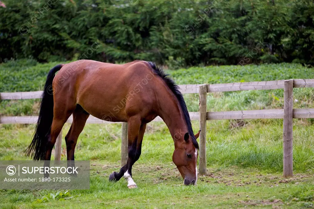 Bay horse grazing in Oxfordshire, United Kingdom