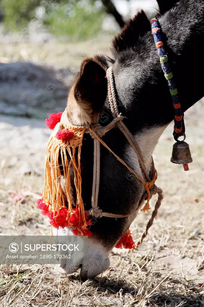 Donkey from Brooke Hospital for Animals charity grazes in village of Pattika, Pakistan