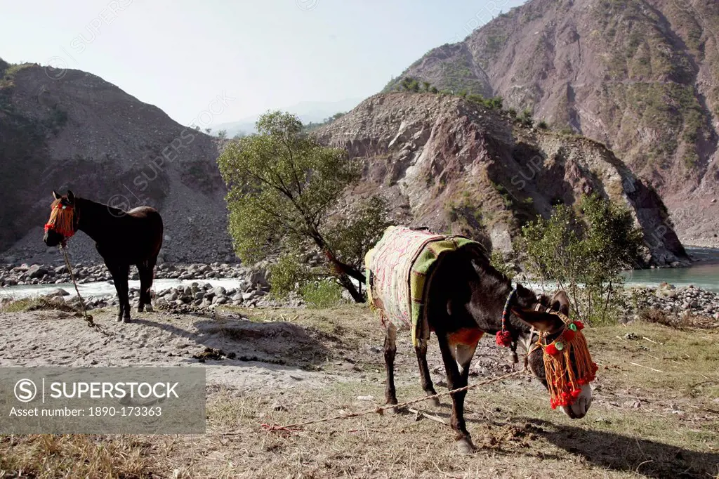 Donkeys from Brooke Hospital for Animals graze in village of Pattika, Pakistan