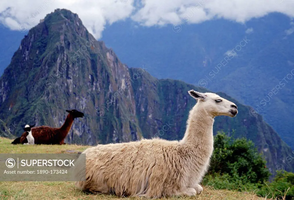 Llamas rest by Machu Picchu ruins of Inca citadel in Peru, South America
