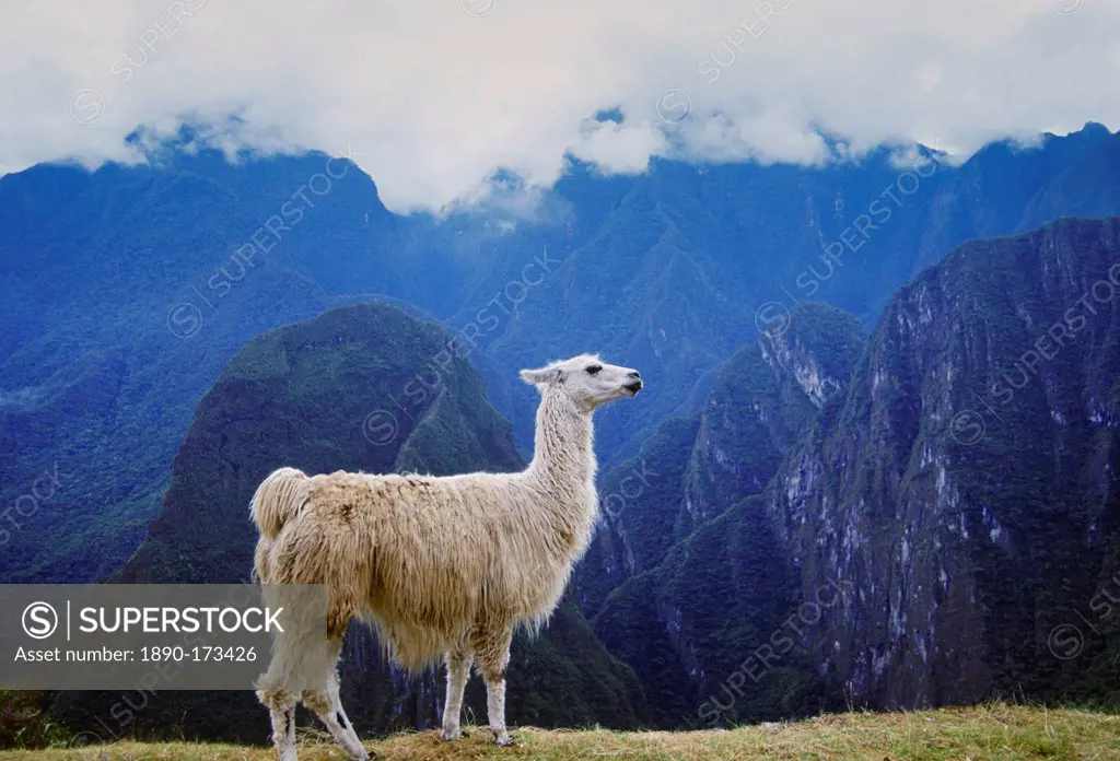 Llama by Machu Picchu ruins of Inca citadel in Peru, South America