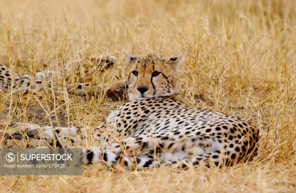 Cheetah, Grumeti, Tanzania, East Africa