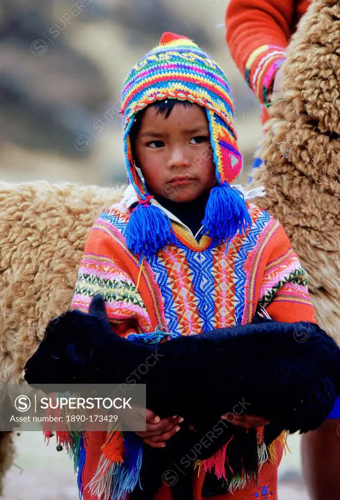 Peruvian boy carries black lamb, Peru, South America
