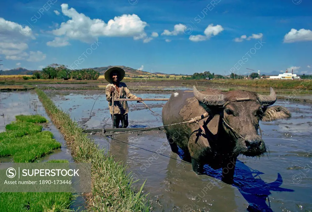 Water Buffalo at work Laguna, Pakistan