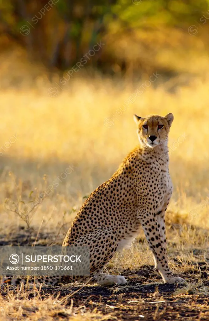 Cheetah, Grumeti, Tanzania, East Africa