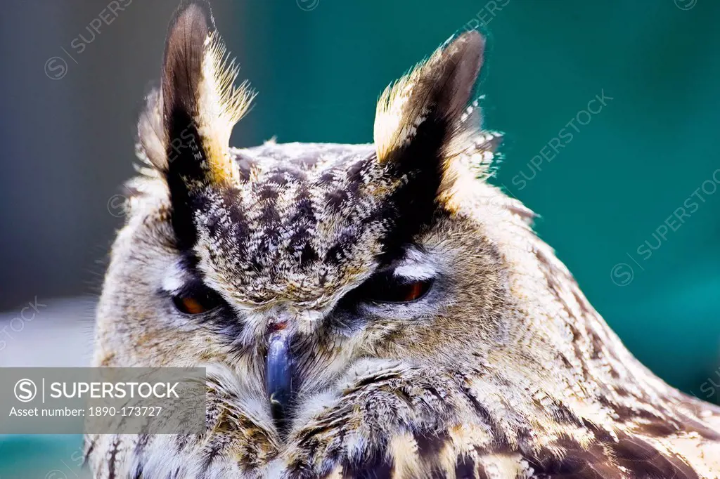European Eagle Owl,Charlton Park, Wiltshire, England, United Kingdom