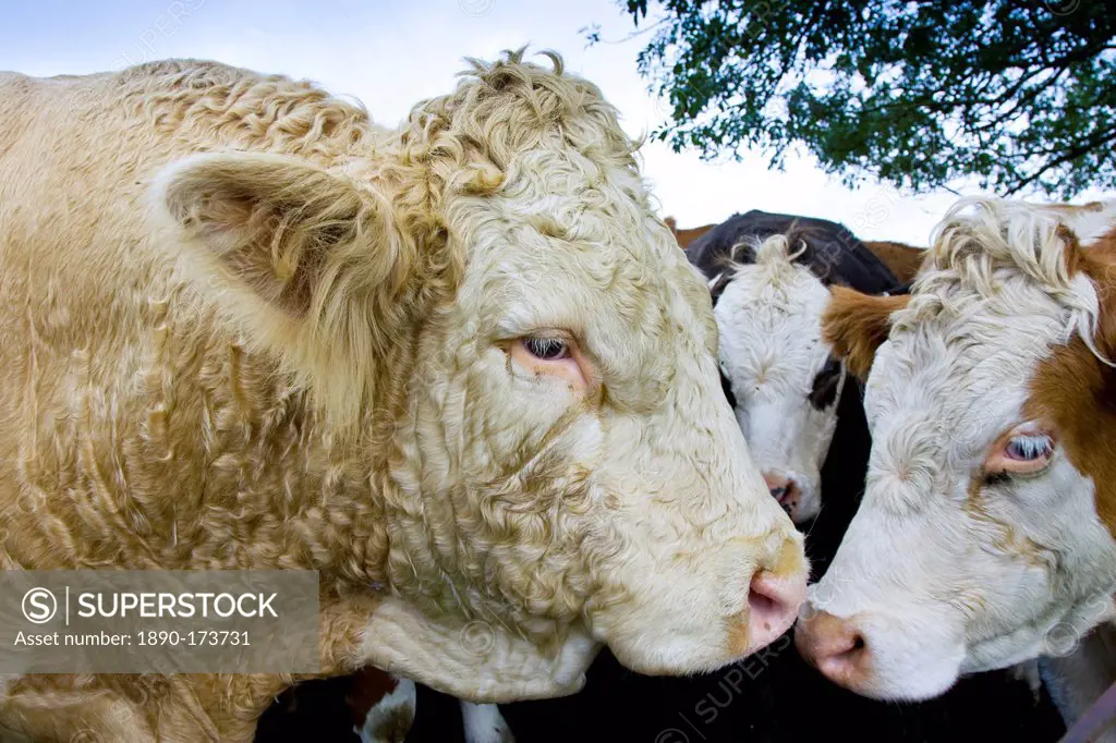 Bull nuzzles up to cows, Hazleton, Gloucestershire, The Cotswolds, England, United Kingdom