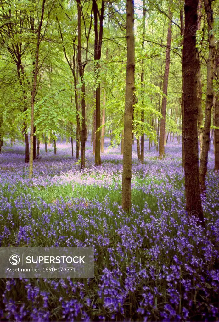 Bluebells in wood in Buckinghamshire, England