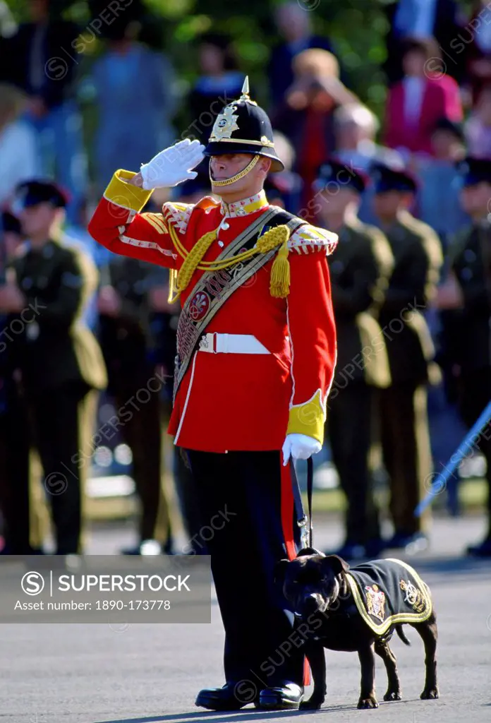 Staffordshire Bull Terrier dog mascot alongside soldier from South Staffordshire Regiment saluting, Shrewsbury, England