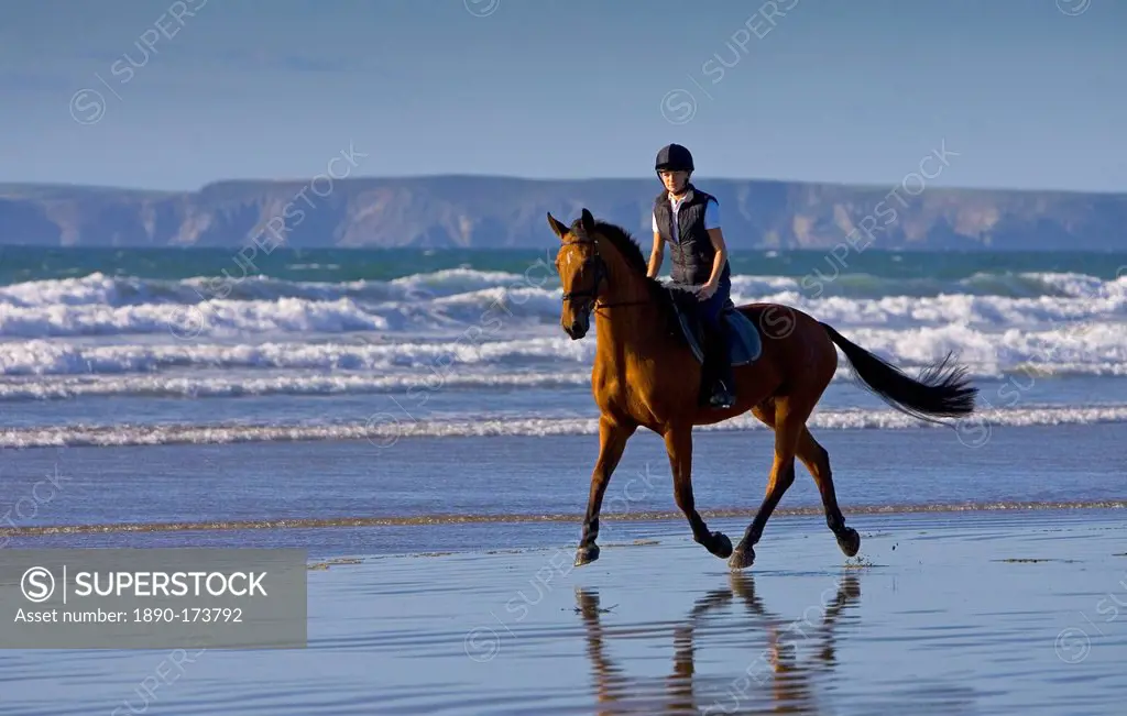 Young woman rides Cleveland Bay cross Thoroughbred horse on Broad Haven Beach, Pembrokeshire, Wales