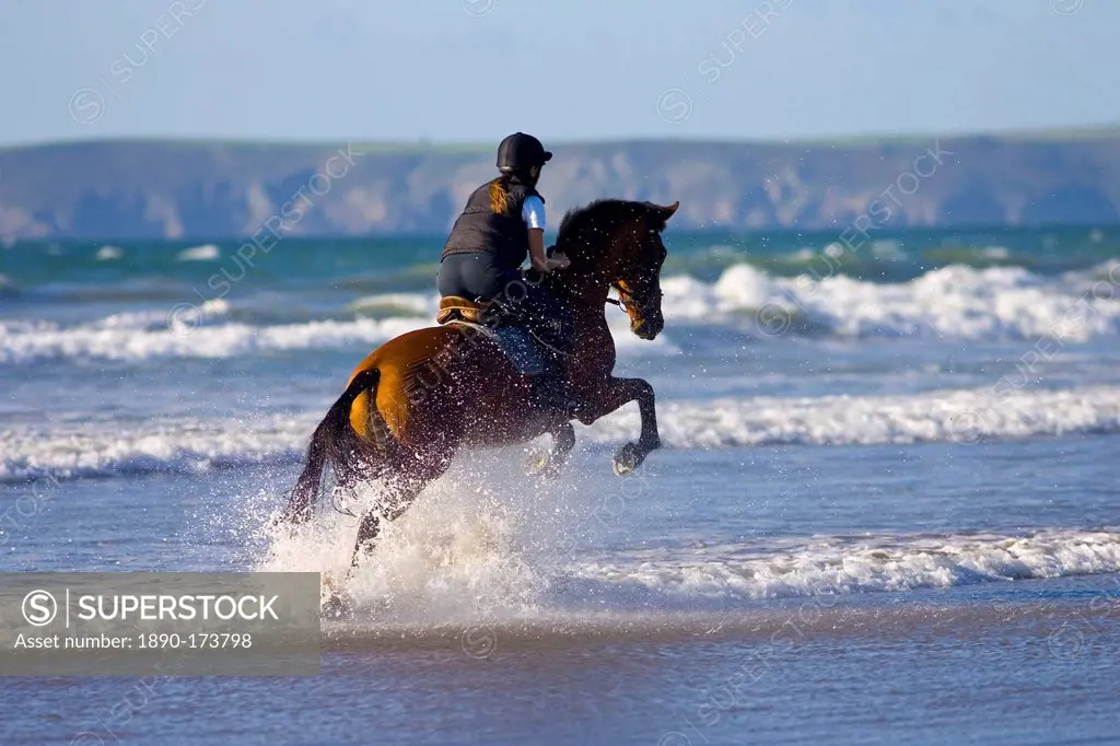 Young woman rides a bay horse on Broad Haven Beach, Pembrokeshire, Wales, United Kingdom