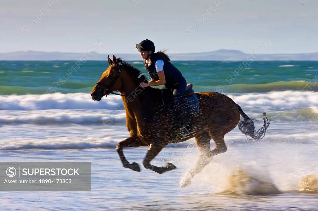 Young woman rides a bay horse on Broad Haven Beach, Pembrokeshire, Wales, United Kingdom