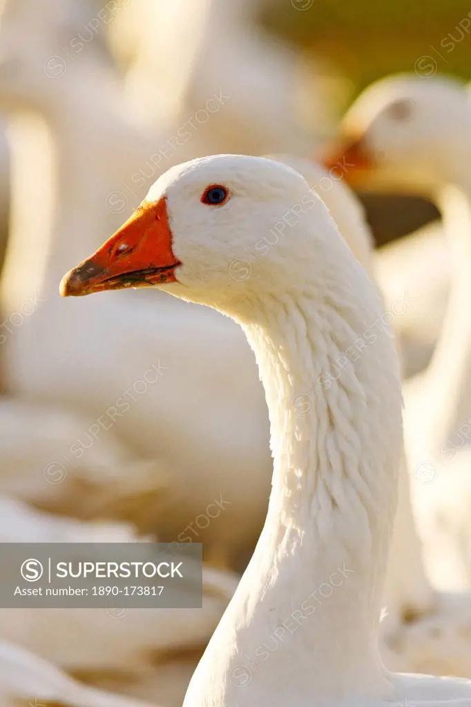 Goose, Oxfordshire, United Kingdom. Free-range birds may be at risk if Avian Flu (Bird Flu Virus) spreads
