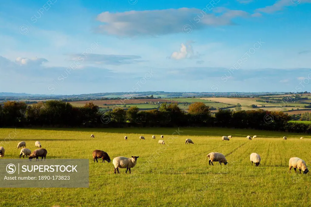 Sheep grazing in Oxfordshire, United Kingdom