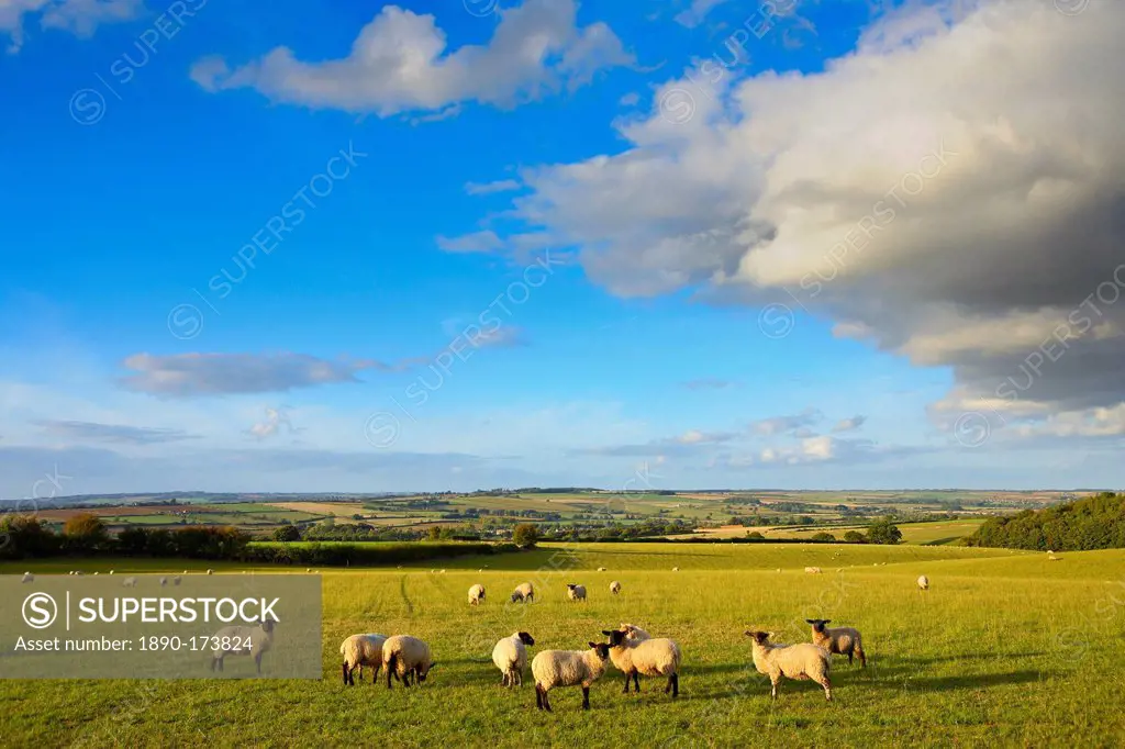 Sheep grazing in Oxforshire, United Kingdom